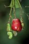 Amazonas06 - 058 * Cashew fruit.